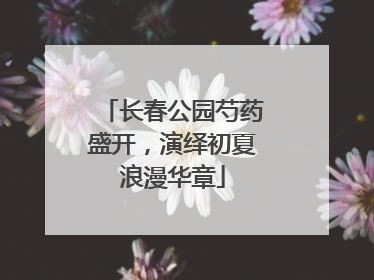 长春公园芍药盛开，演绎初夏浪漫华章