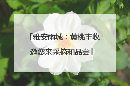 雅安雨城：黄桃丰收 邀您来采摘和品尝