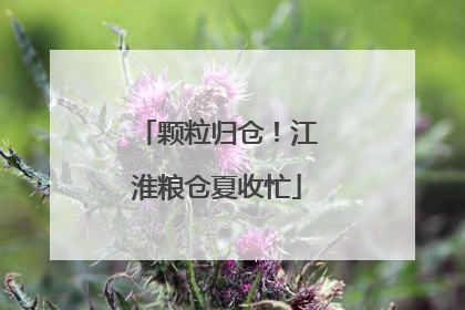 颗粒归仓！江淮粮仓夏收忙