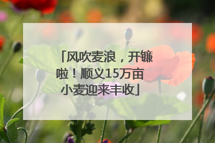 风吹麦浪，开镰啦！顺义15万亩小麦迎来丰收