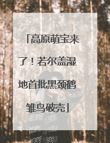 高原萌宝来了！若尔盖湿地首批黑颈鹤雏鸟破壳