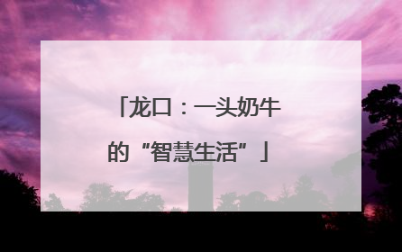 龙口：一头奶牛的“智慧生活”