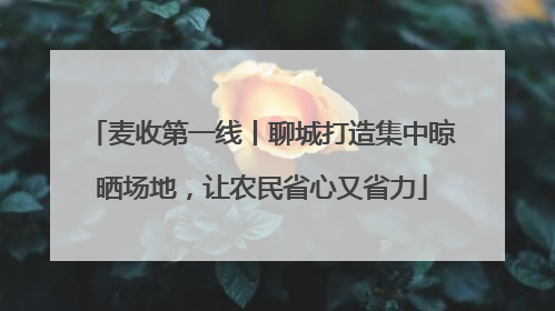 麦收第一线丨聊城打造集中晾晒场地，让农民省心又省力