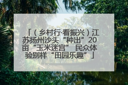 （乡村行·看振兴）江苏扬州沙头“种出”20亩“玉米迷宫” 民众体验别样“田园乐趣”
